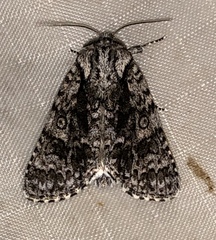 Acronicta impressa