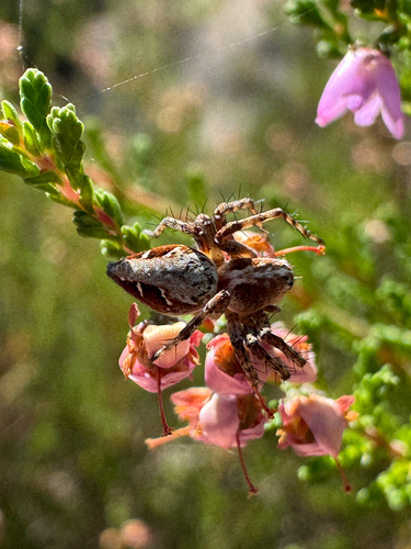 Oxyopes ramosus