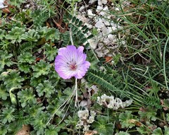 Geranium austroapenninum