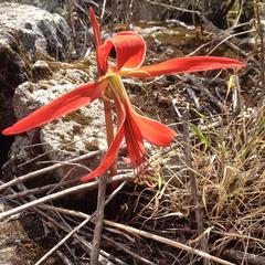 Sprekelia formosissima