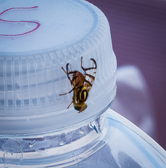 Zonosemata vittigera