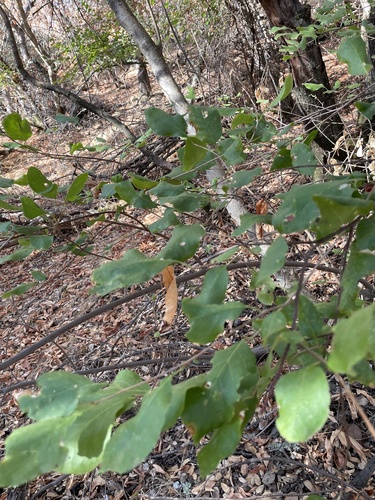Styrax redivivus, 2026-09-08