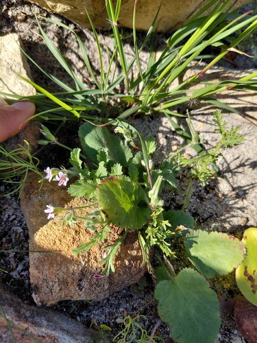 Pelargonium althaeoides