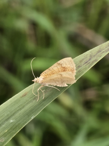Yellow Shell Moth