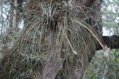 Tillandsia juncea