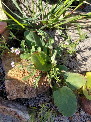 Pelargonium althaeoides, photograph 2