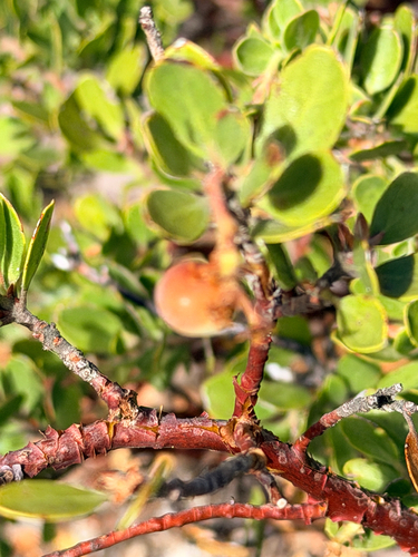 Arctostaphylos nevadensis