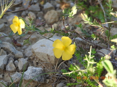 Fumana arabica