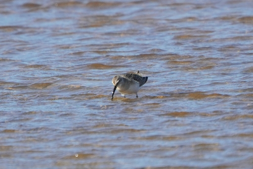 iNaturalist image