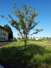 Robinia pseudoacacia