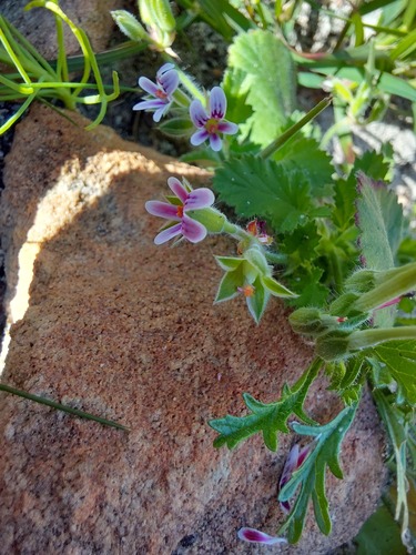 Pelargonium althaeoides, photograph 3