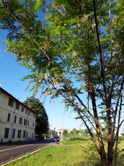 Robinia pseudoacacia