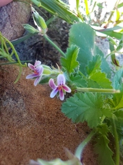 (c) Danie Palm, some rights reserved (CC BY) Pelargonium althaeoides, photograph (c) Danie Palm, some rights reserved (CC BY)