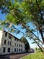 Robinia pseudoacacia