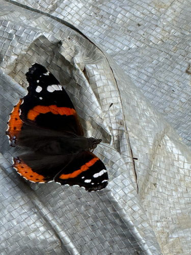 Red Admiral
