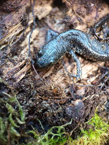 Great Crested Newt