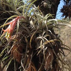 Tillandsia erubescens