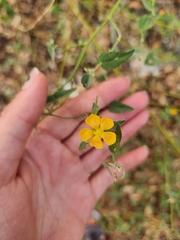 Abutilon fruticosum
