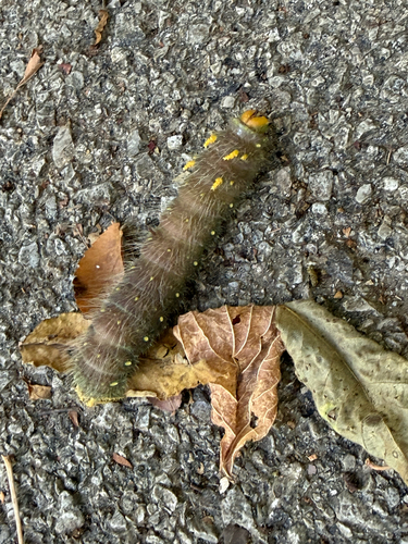Imperial Moth