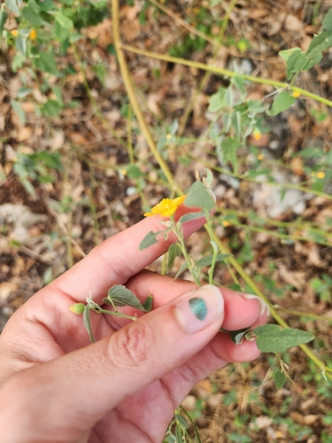 Abutilon fruticosum, photograph 2