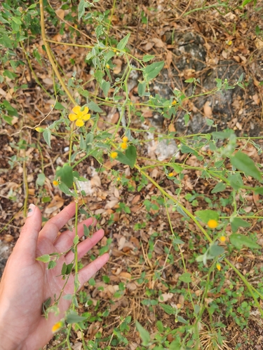 Abutilon fruticosum, photograph 3