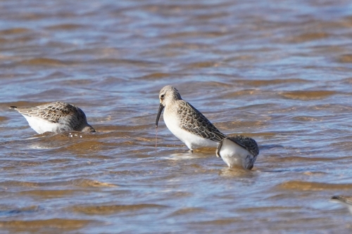 iNaturalist image
