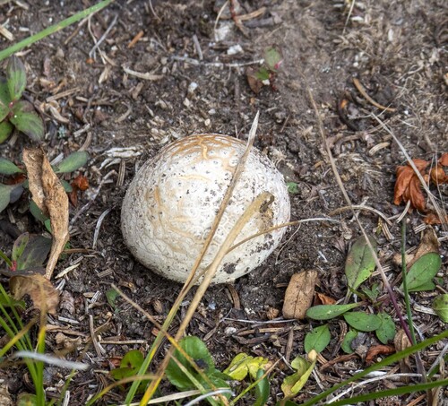 Fly Agaric