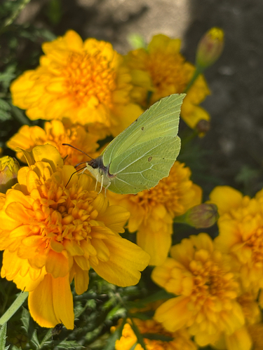 Common Brimstone