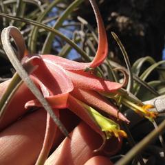 Tillandsia erubescens