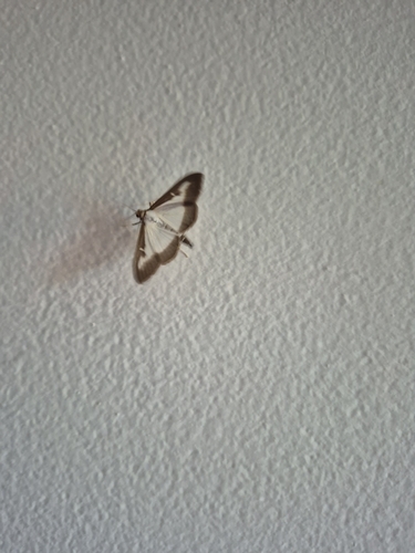 Box Tree Moth