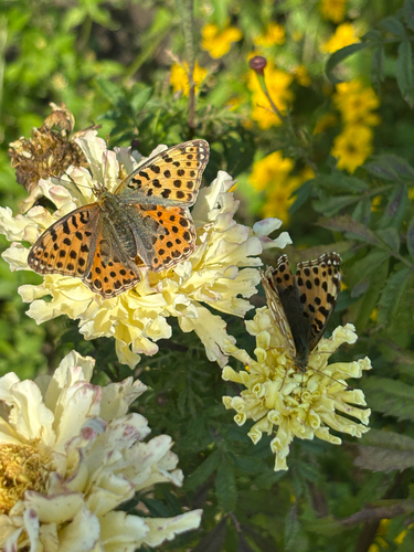 Queen of Spain Fritillary