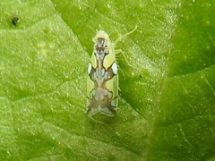 Protalebrella conica