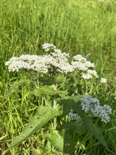common boneset
