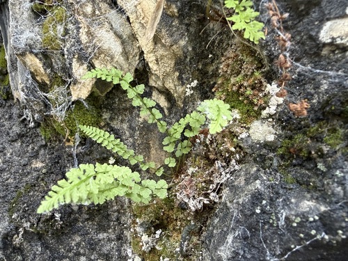 Woodsia glabella observed 2026-08-28
