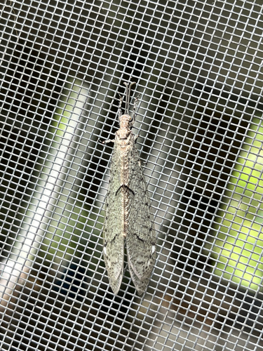 Euptilon ornatum