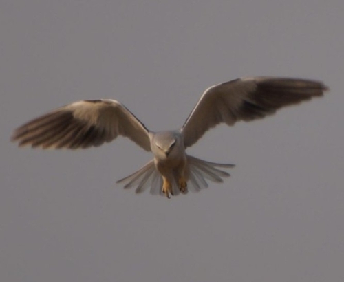 African Black-winged Kite