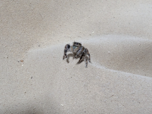 Bold Jumping Spider