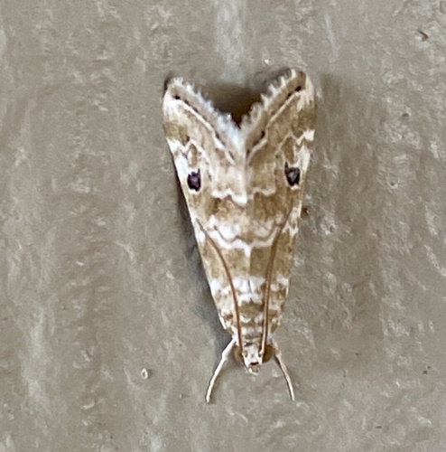 iNaturalist observation photo of Cabbage Webworm Moth