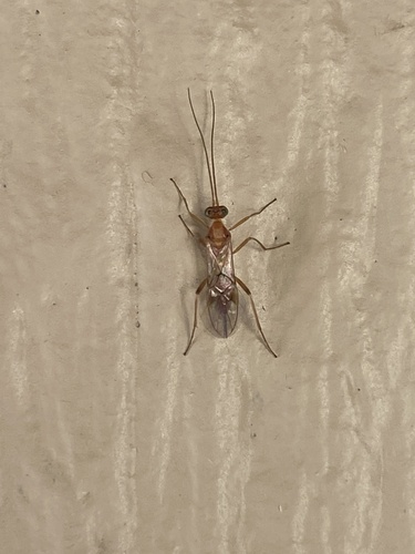 iNaturalist observation photo of Basket Cocoon Wasp