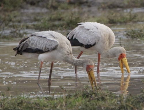 Yellow-billed Stork