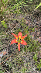 (c) Wyatt Sibilia, some rights reserved (CC BY) Lilium catesbaei, photograph (c) Wyatt Sibilia, some rights reserved (CC BY)
