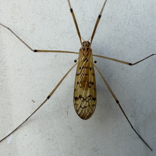 Metalimnobia triocellata photo 5