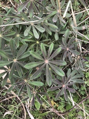 Lupinus perennis