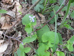 Viola sacchalinensis
