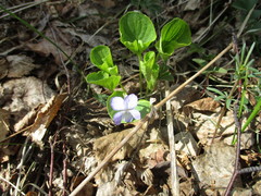 Viola sacchalinensis