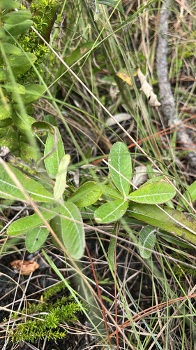 Pterocaulon pycnostachyum, photograph 6