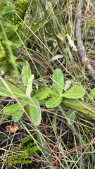 Pterocaulon pycnostachyum, photograph (c) Wyatt Sibilia, some rights reserved (CC BY)