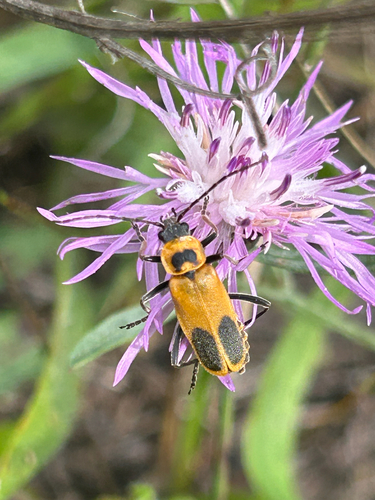 Goldenrod Soldier Beetle