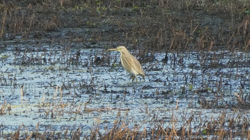 iNaturalist image