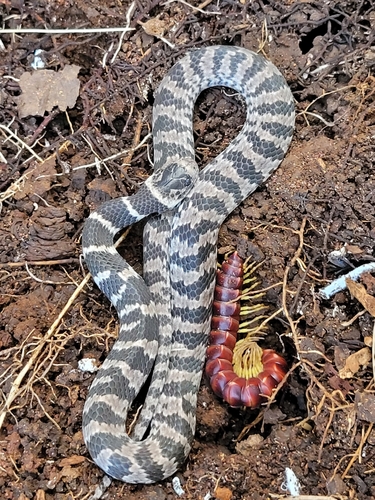 Brazilian Slug-eating Snake